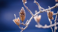 H.Kohut Katalin: Haiku formák57